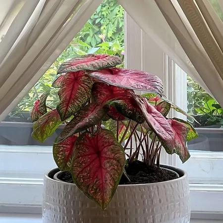 Karmel 公寓式酒店