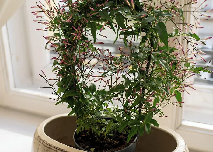 Karmel Apartahotel 3*